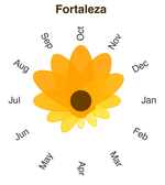 The Brazilian Sunflowers